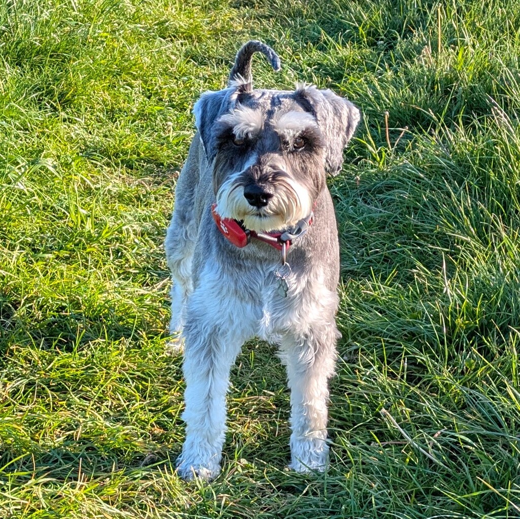 Grey schnauzer in the grass