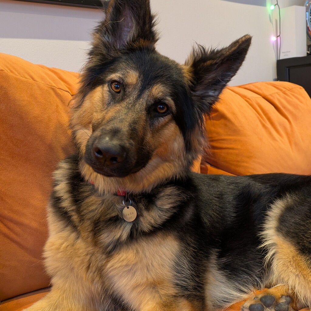 German Shepherd on the sofa