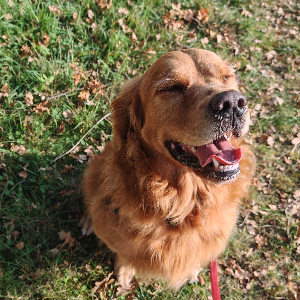 Golden retriever with eyes closed