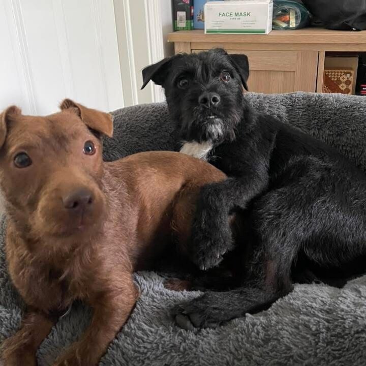 Two dogs on the sofa