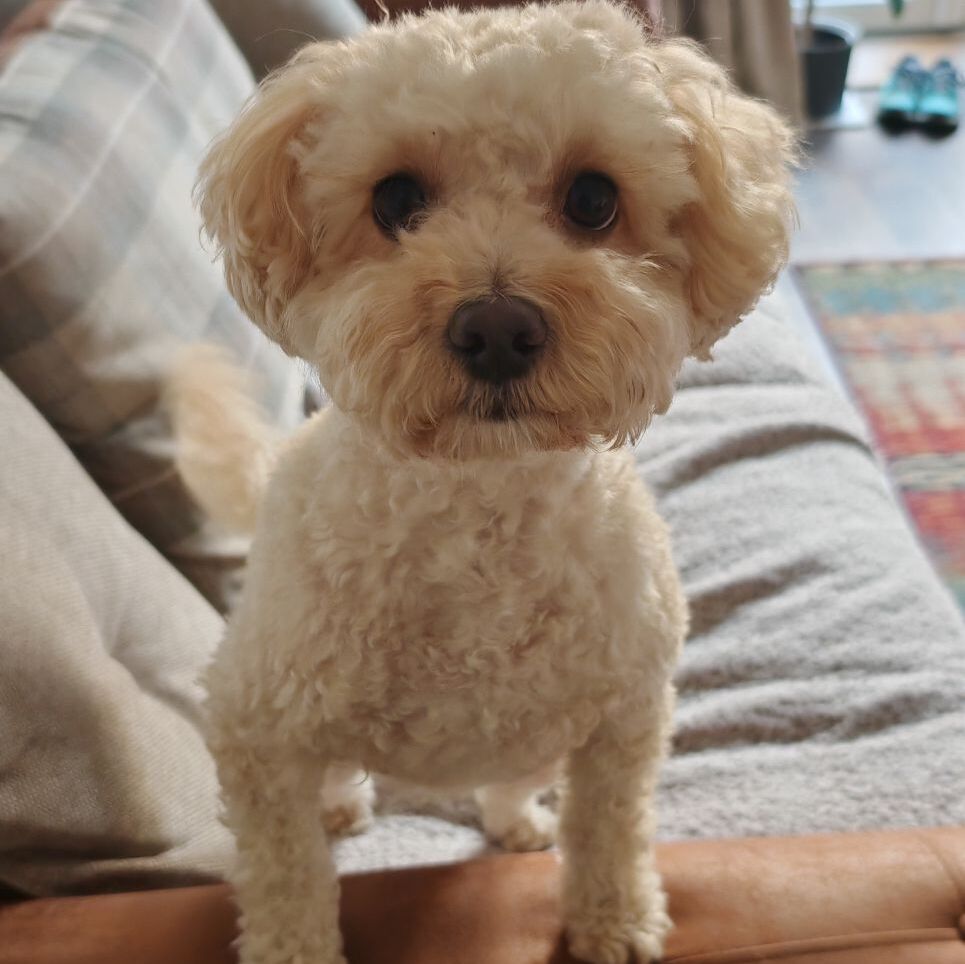 White cockerpoo on arm of sofa