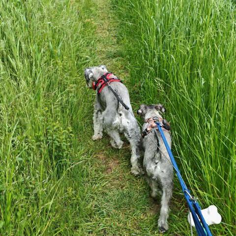Cooper & Dexter on a solo adventure